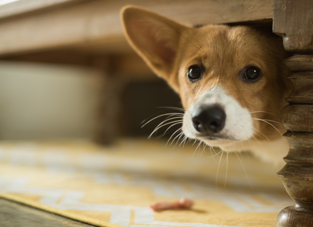 How to calm down a stressed dog on the Fourth of July