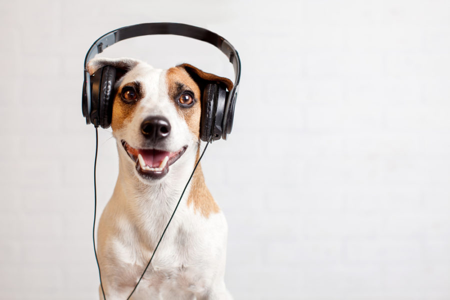 Music offers noteworthy benefits to dogs and cats