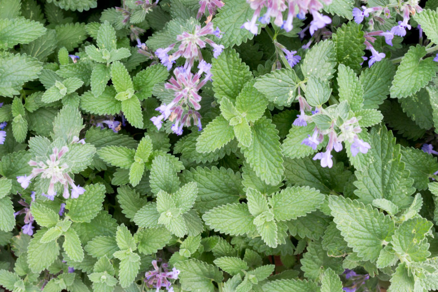 Catnip (Nepeta cataria)