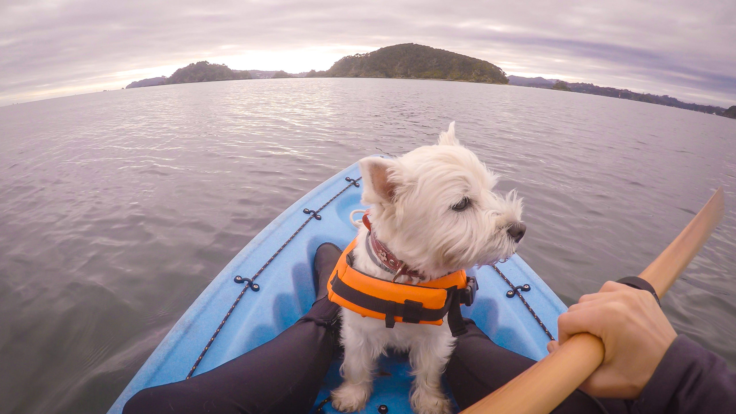 kayaking with dogs
