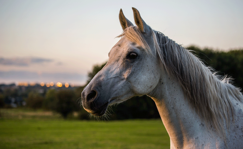 3 steps to a healthy senior horse