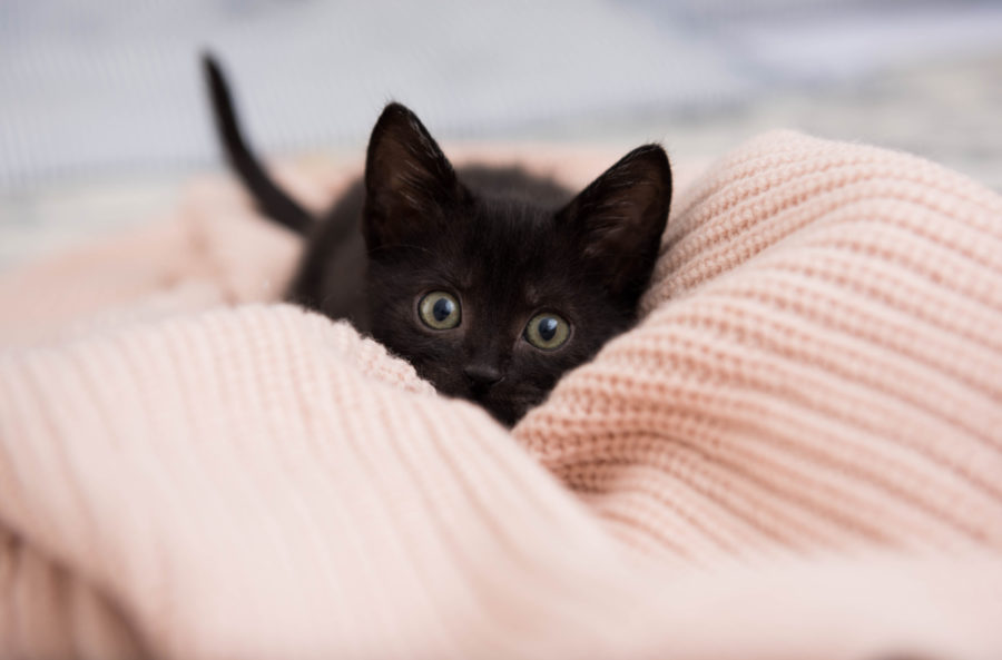 Kitten season: reduce the stress of coronavirus by adopting or fostering a kitten!