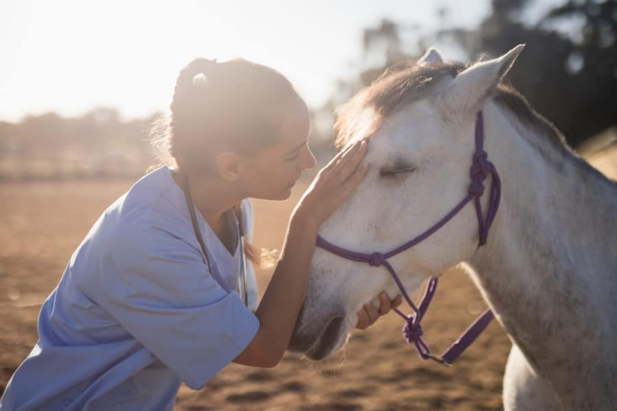 Recognizing and managing equine (and client!) emotional states for a more harmonious diagnostic and treatment experience