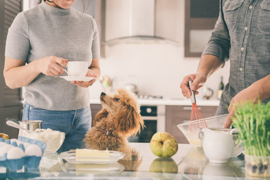 Maple syrup is good for dogs!