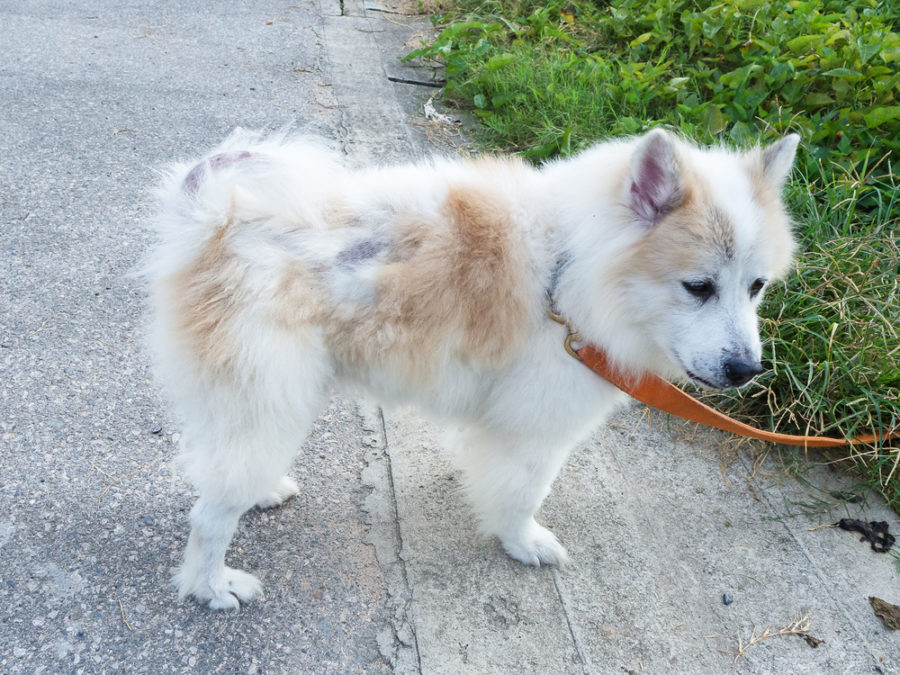 Abnormal hair loss in dogs