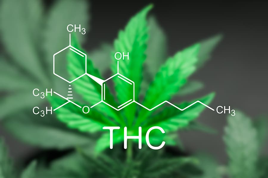 The 'other' cannabinoid: does THC have a role in veterinary medicine