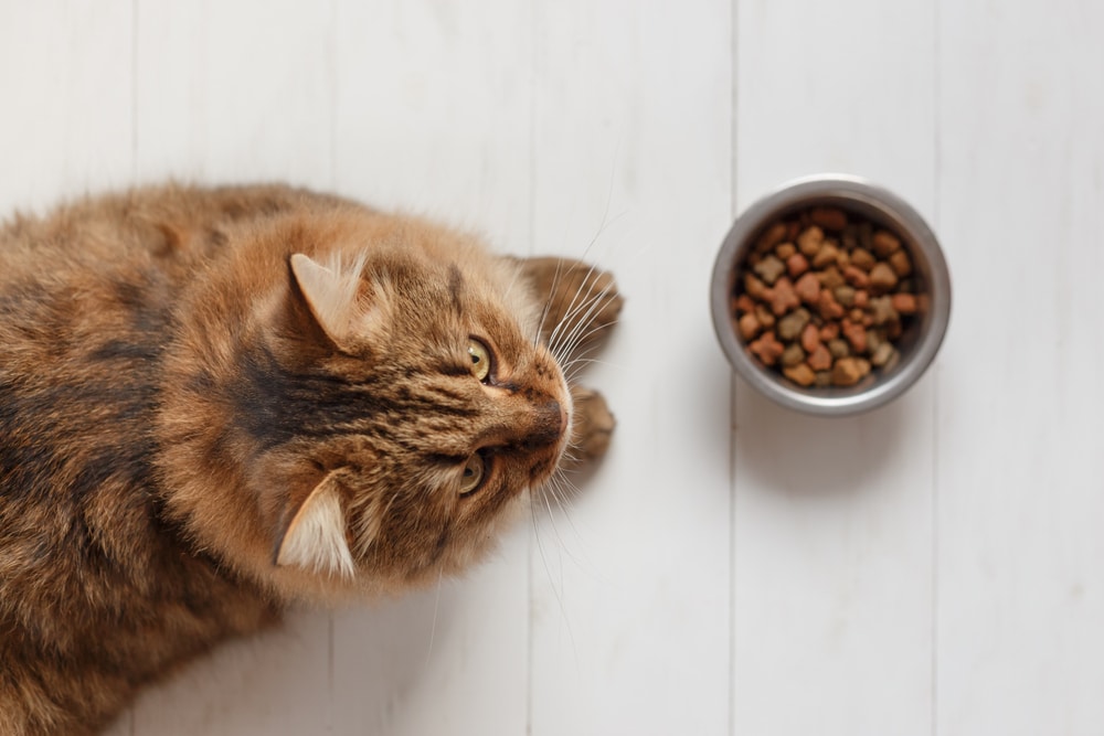 Dry foods that are healthier for cats