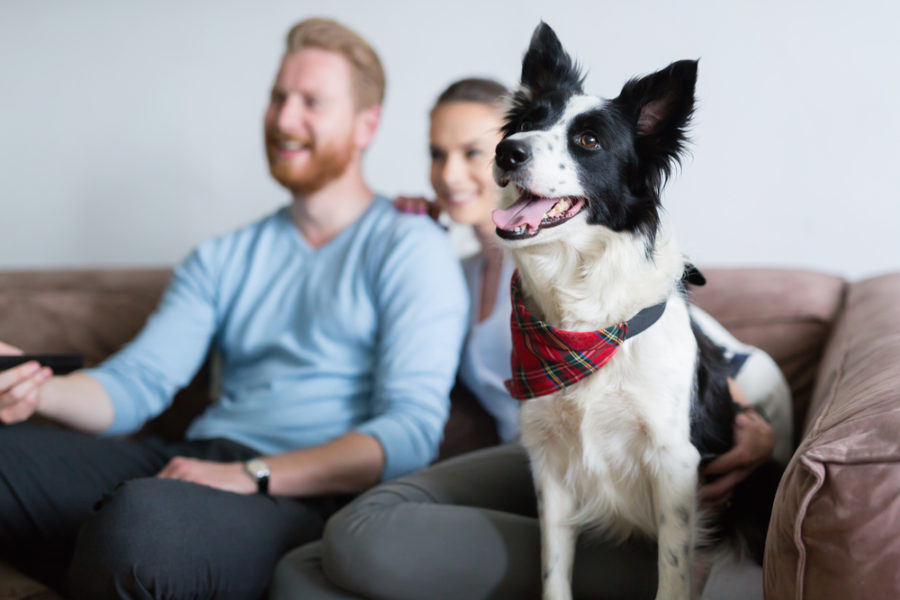 Do dogs really watch television?