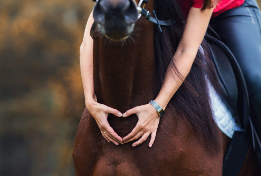 Heart murmurs in horses