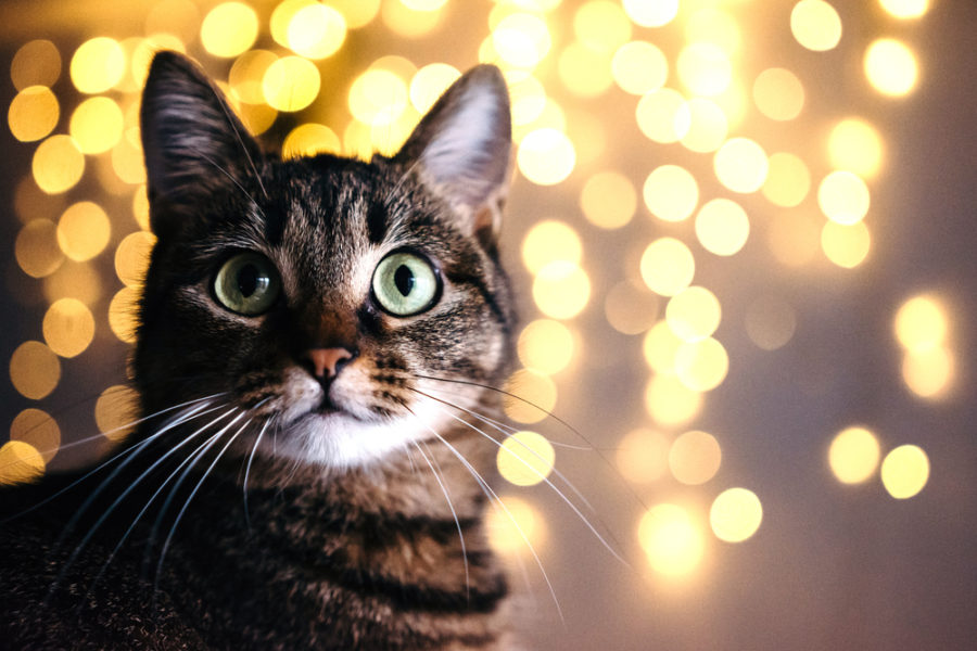 New Year’s resolutions for a healthier cat