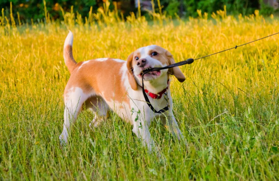 Dogs go through moody “teenage” phase