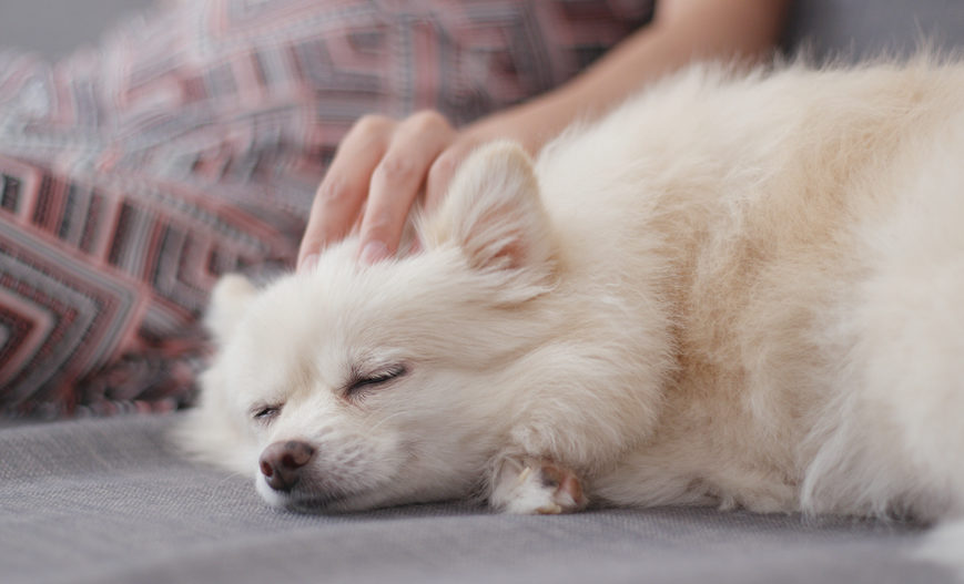 Massage for dogs