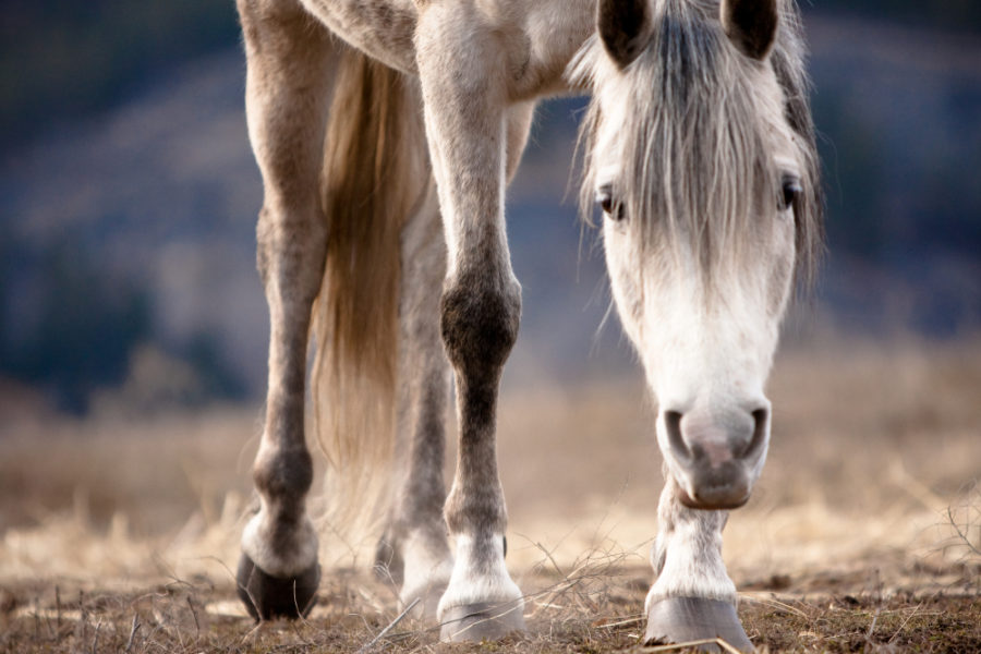 The connection between equine behavior and emotional health