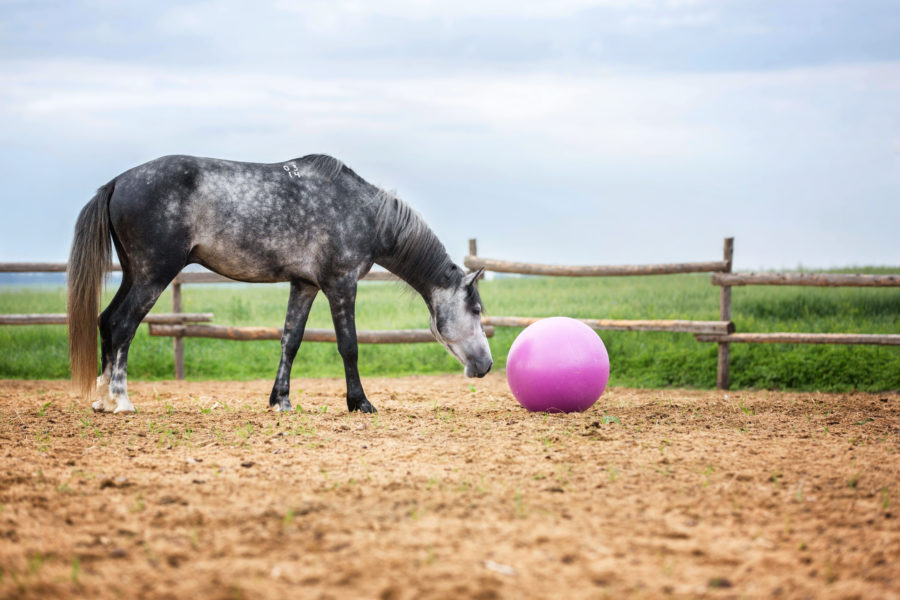 Horseplay for senior equines