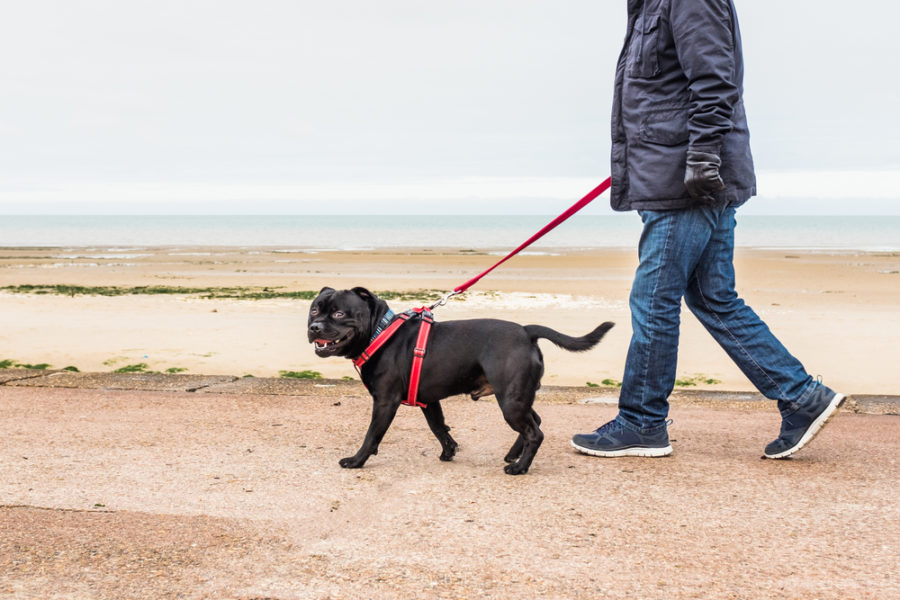 Why harnesses are safer when walking a dog