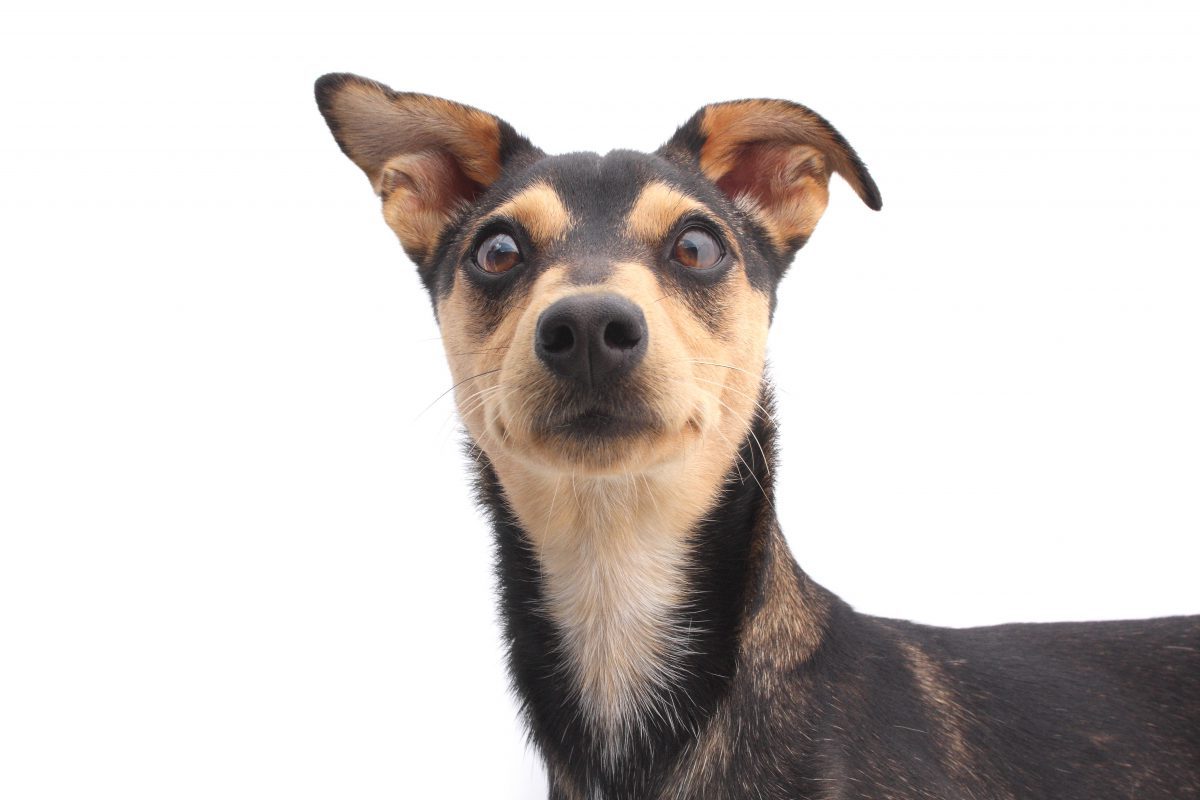 delay the spay