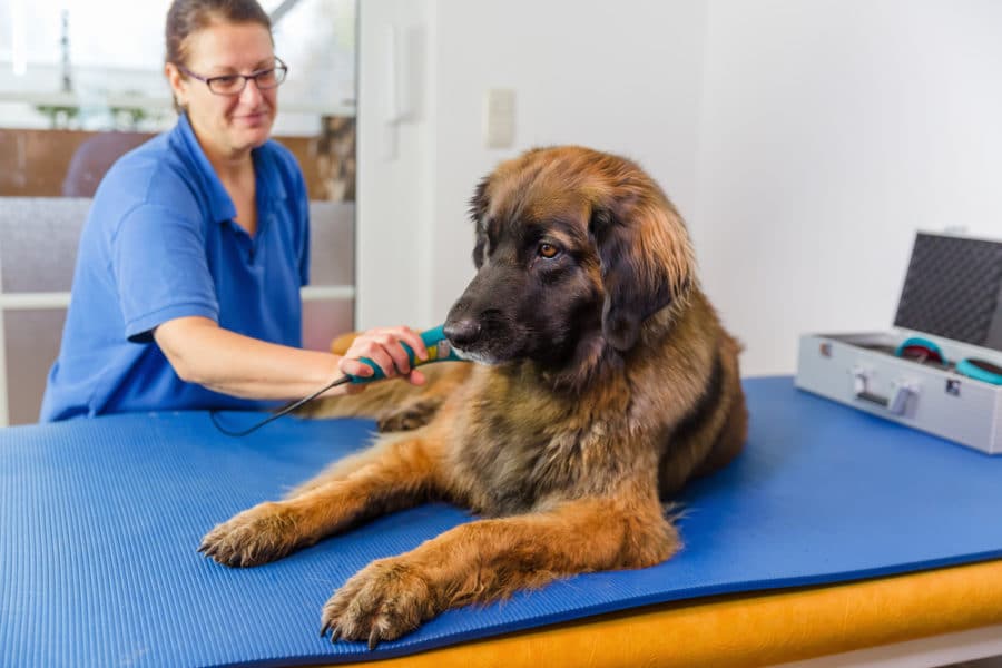 Therapeutic laser therapy and exercises for senior pets