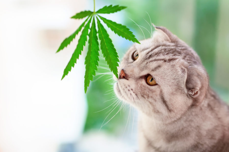 When it comes to buying CBD pet supplements, quality is one of the most important considerations. Here's what to look for — and avoid.