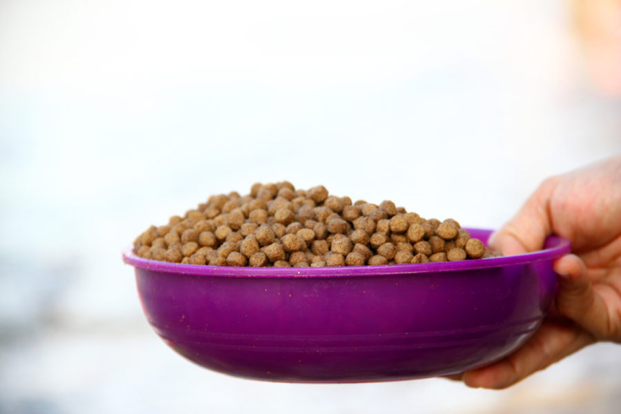 Does your pet food meet industry standards?