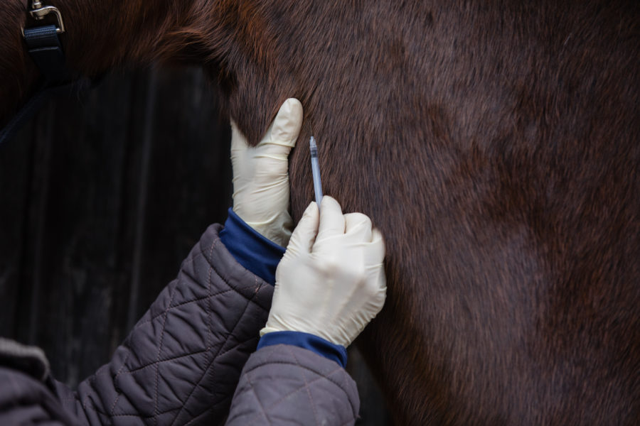 An update on equine vaccine issues