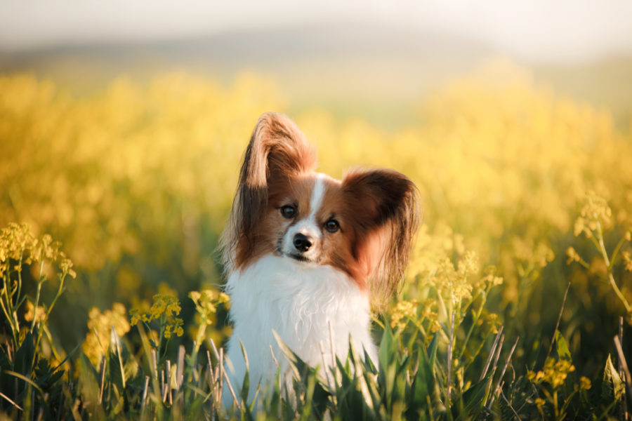 Detoxifying your pet – why and when it’s important