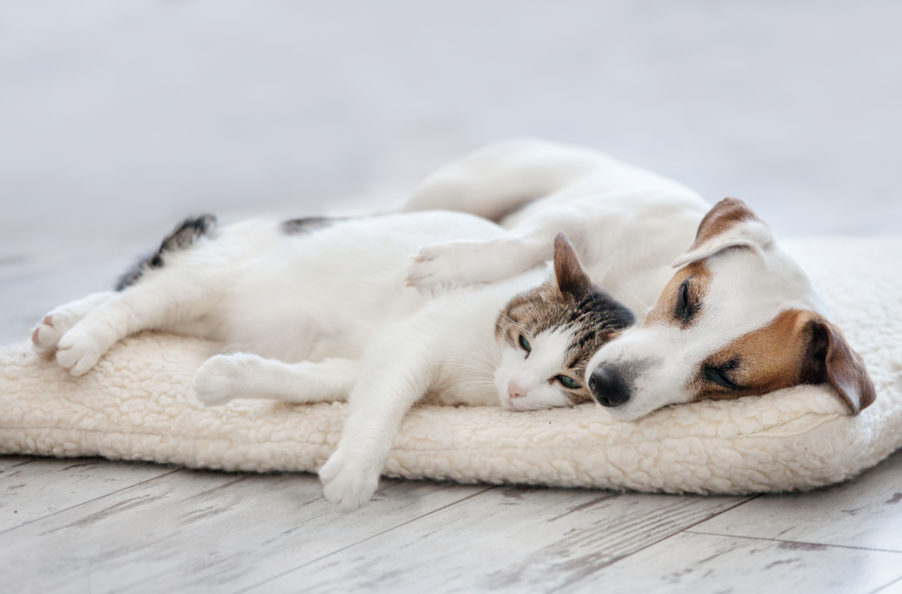 How to improve your pet’s sleep  