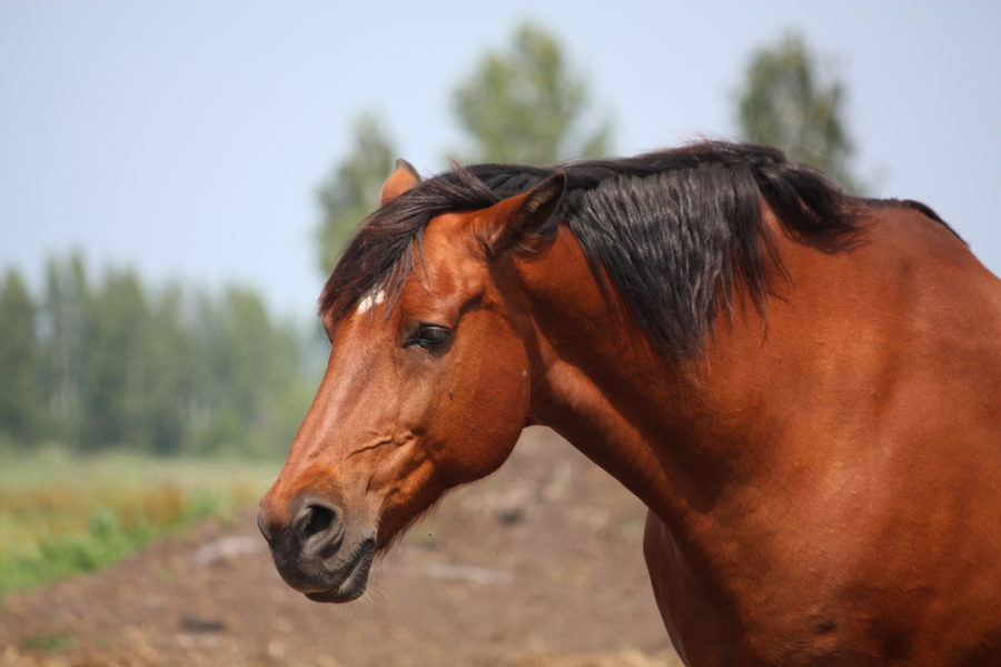 “Wither drop” reveals asymmetry in horses