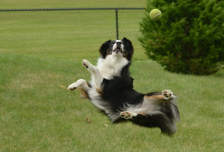 Backyard play for dogs