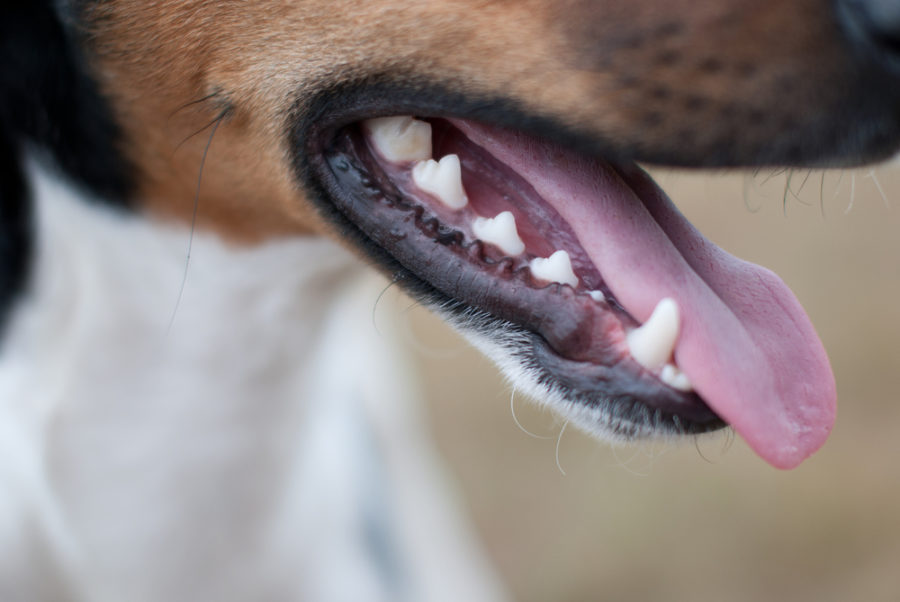 “Let them eat dirt!” – a healthy gut microbiome starts in the mouth!