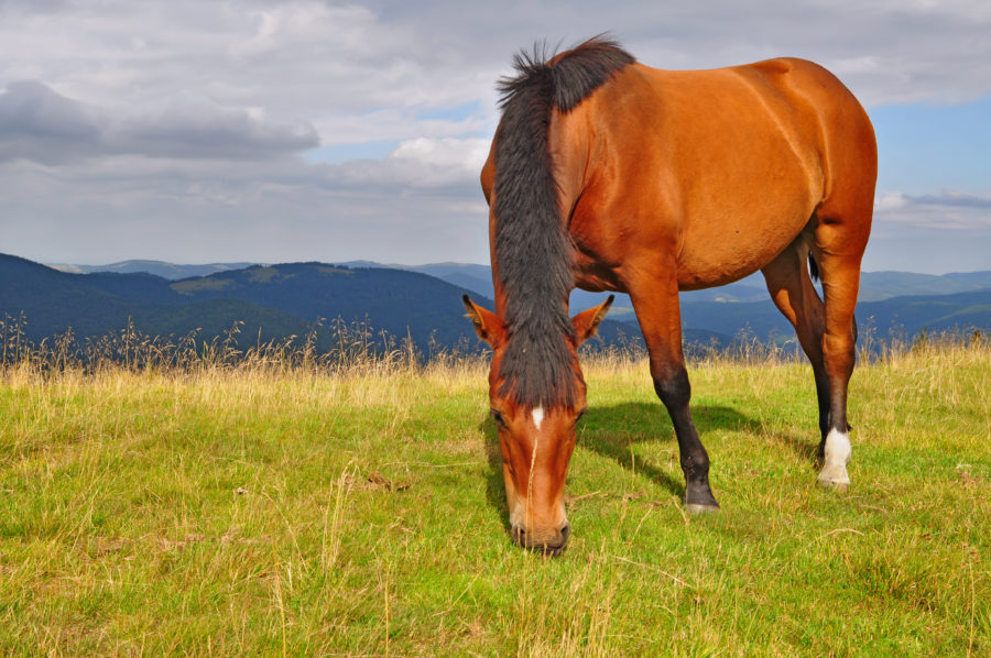 equine microbiome