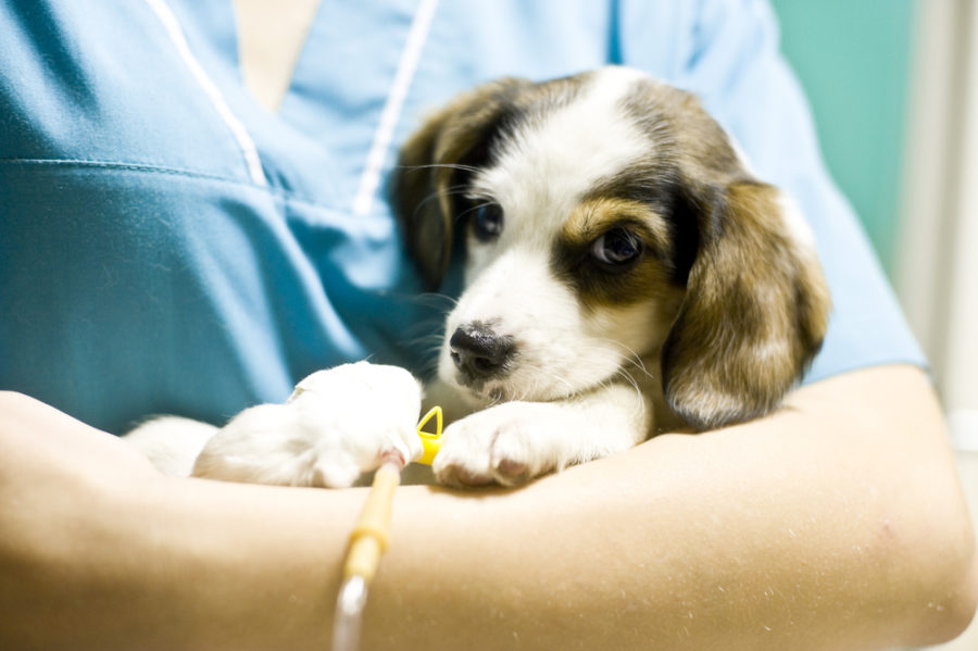 Can puppies survive distemper?