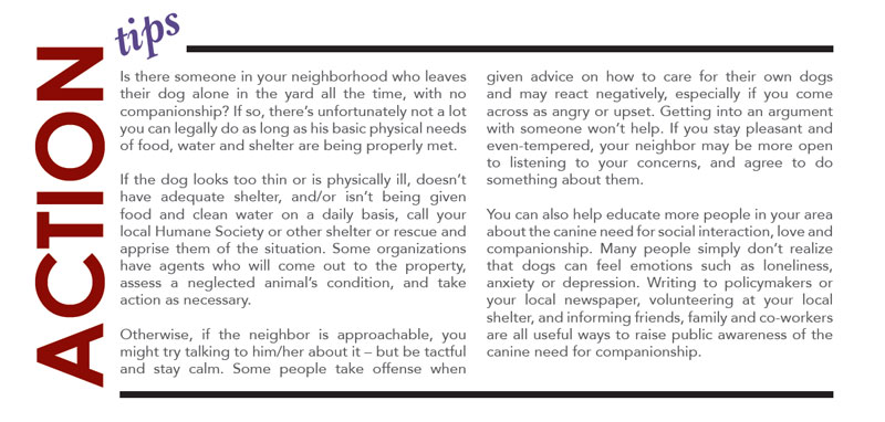 social well-being for dogs action tips