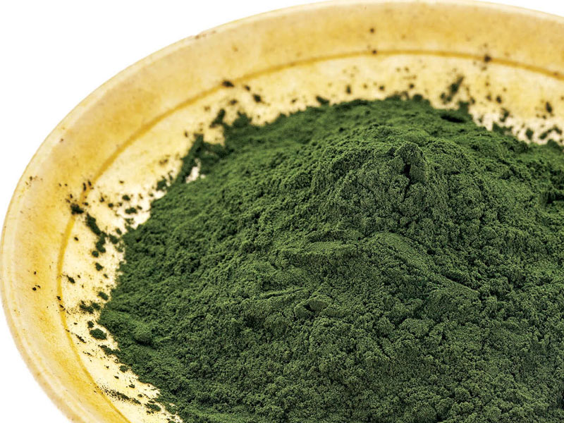 Spirulina for horses