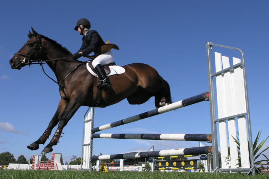 Herb use in sporting horses