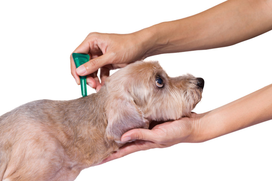 Spot-on flea and tick preventives