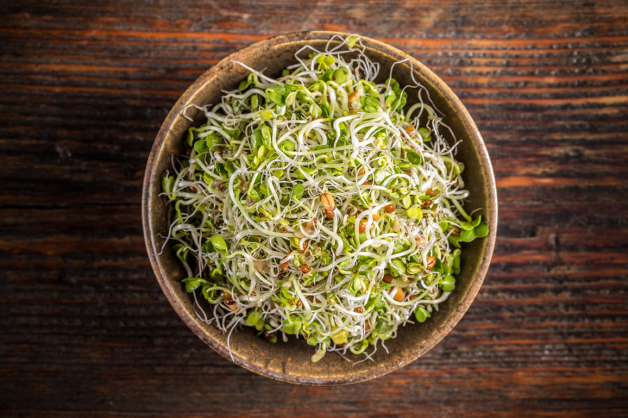 Are sprouts good for your dog?