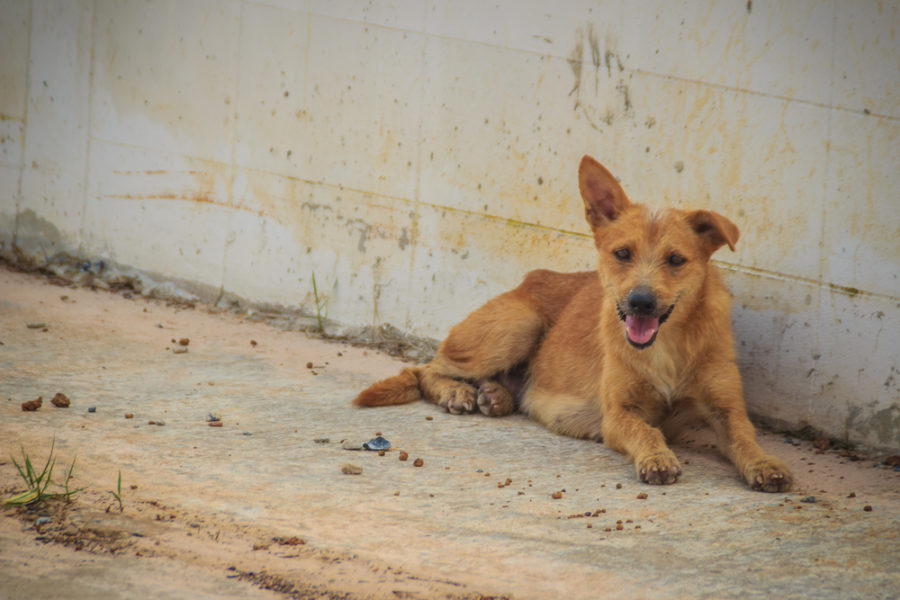 Rescuing Romania's stray dogs