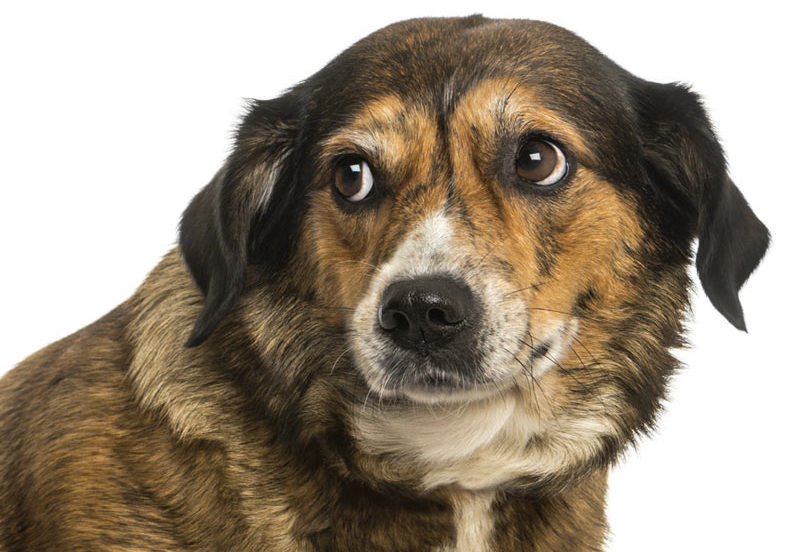 What's making your dog anxious?