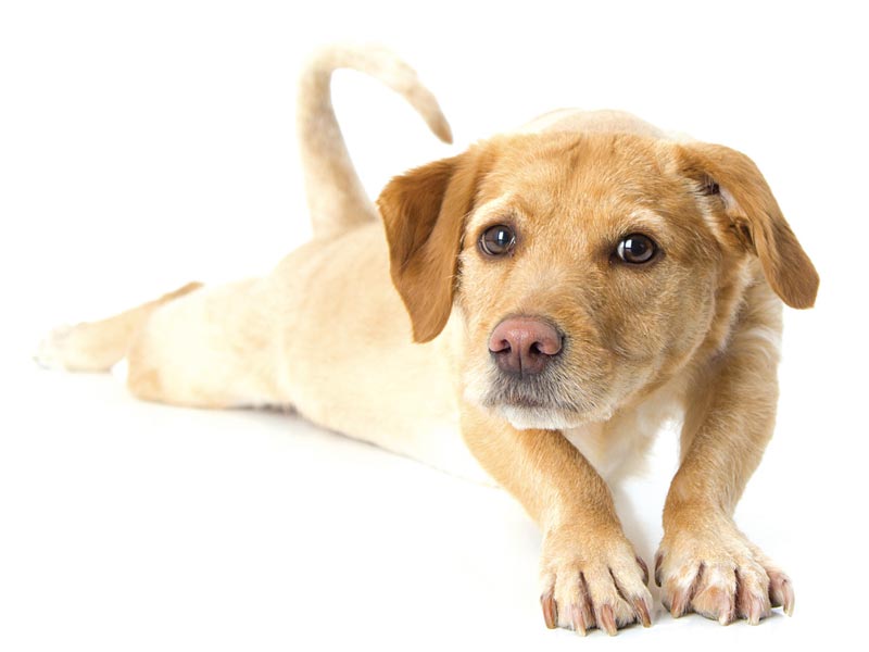 canine stretches