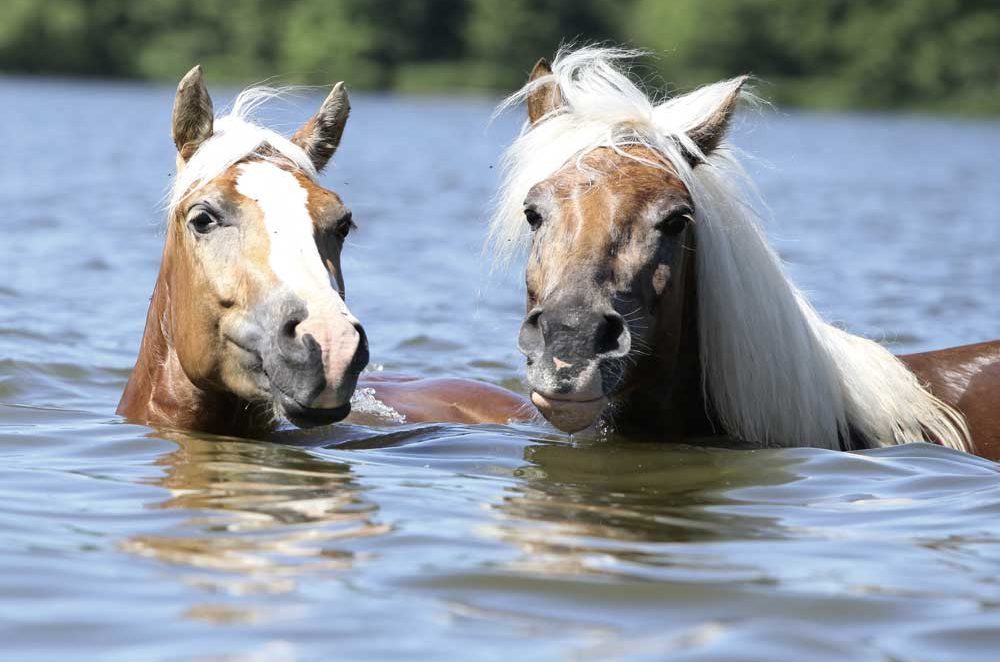 Swimming as therapy for your horse