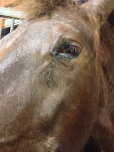 uveitis
