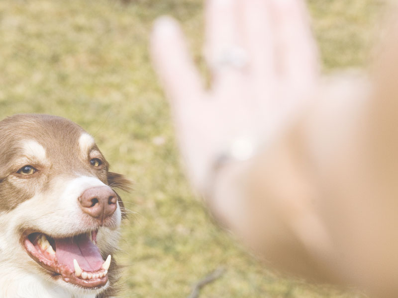 off-leash