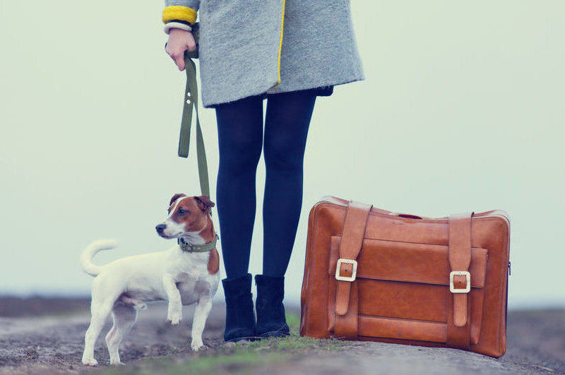 Top 10 dog-friendly travel destinations