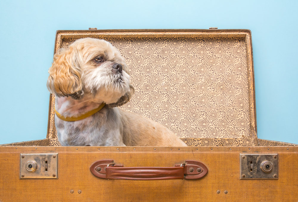 Traveling with your senior dog