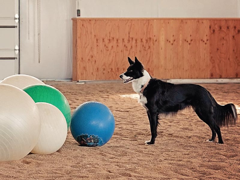 Treibball: Dog Sport Perfect for Herding Breeds and More