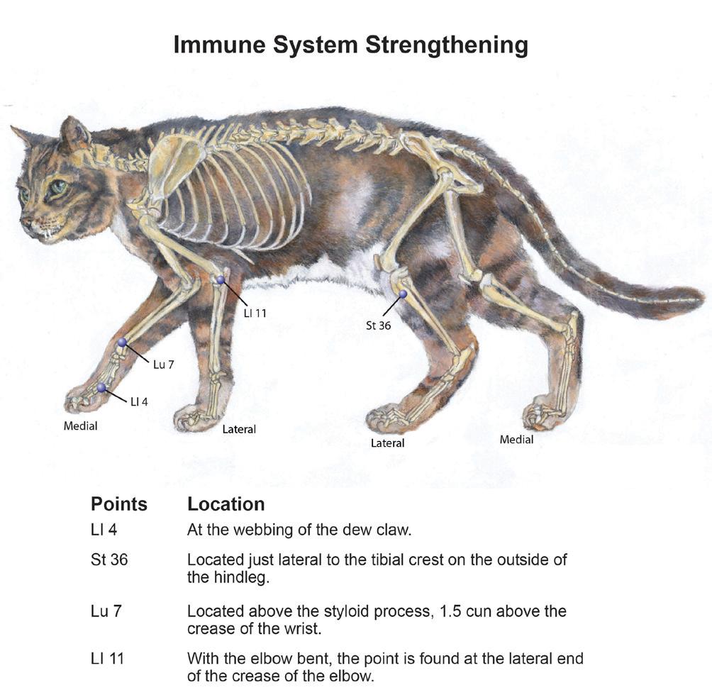 feline acupressure chart