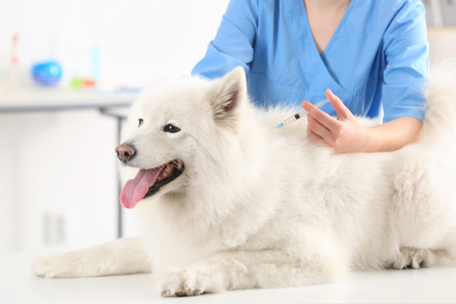 Prolotherapy for canine joint pain