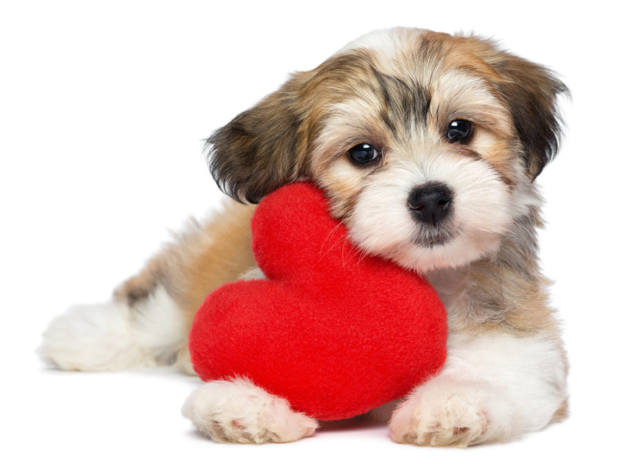 Valentine's day gifts for your dog