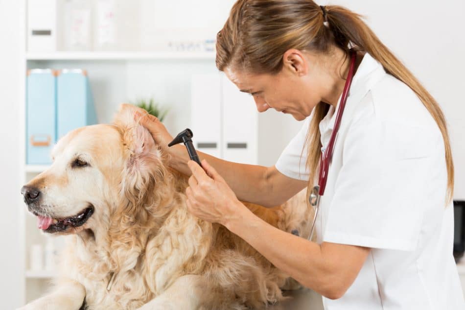 otitis media in dogs