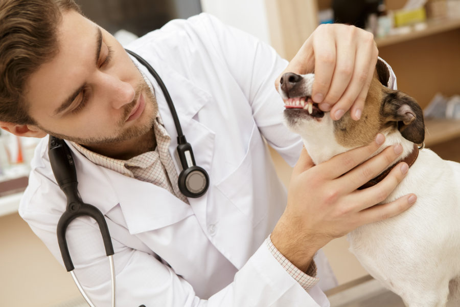 Understanding periodontal disease in dogs